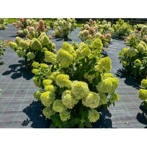 Hortenzia metlinatá (Hydrangea paniculata) ´MAGICAL LIME SPARKLE´® - výška 40-50 cm, kont. C2L